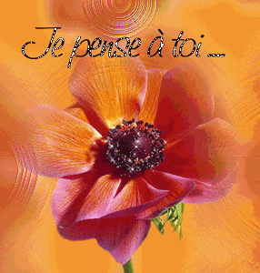 Gif animé je pense à toi coquelicot